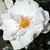 Alb - Trandafir pentru straturi Floribunda - White Magic